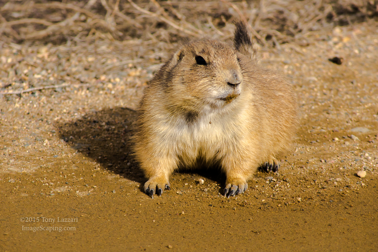 prairie dog