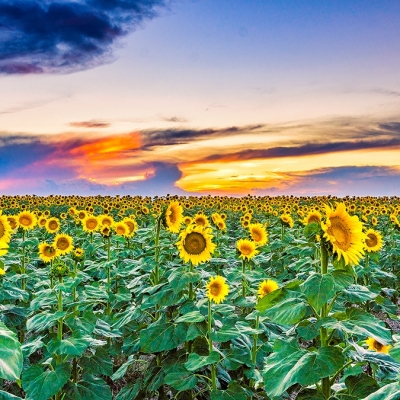 Sunflower-Sunset_DSC8750-Edit