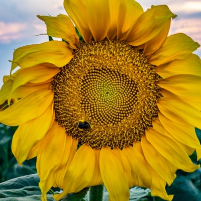 Bee-The-Sunflower-02706