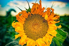 Sunflowers 2020