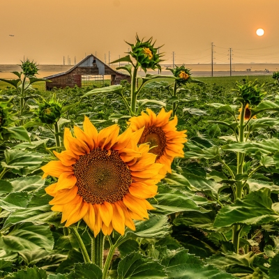 Sunflower-Barn-1-_DSC5949-HDR-Edit-Edit_