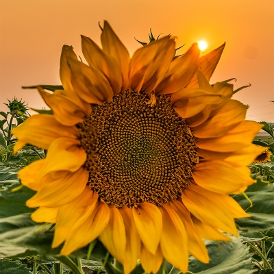 Sunflower-Sky-DSC5874