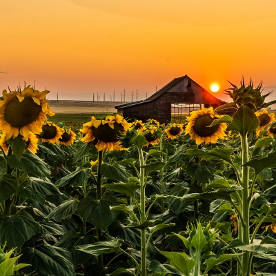 Sunflower-Sunset-_DSC7932-HDR-Edit