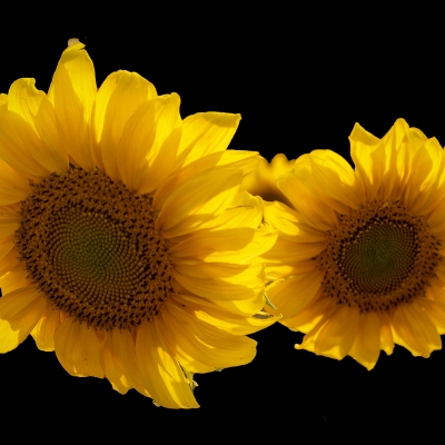 Sunflowers-on-Black-_DSC7823-Edit-Edit