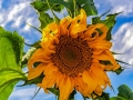 Sunflower-17DSC06585-Edit1