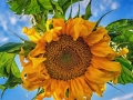 Sunflower-17DSC06592-Edit1