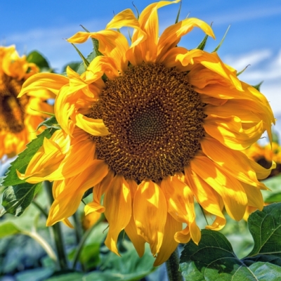 Sunflower-17DSC06655-Edit-Edit1