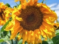 Sunflower-17DSC06655-Edit-Edit1