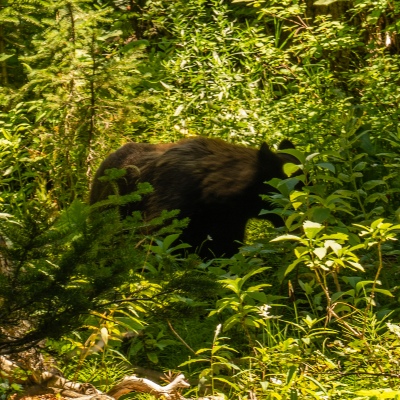 Bear-In-The-Bush-_DSC6137