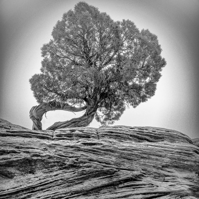 An ancient juniper atop the cross bedded sandstone at Colorado National Monument.