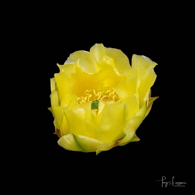 Cactus-Rose-_DSC4526-Edit-Edit