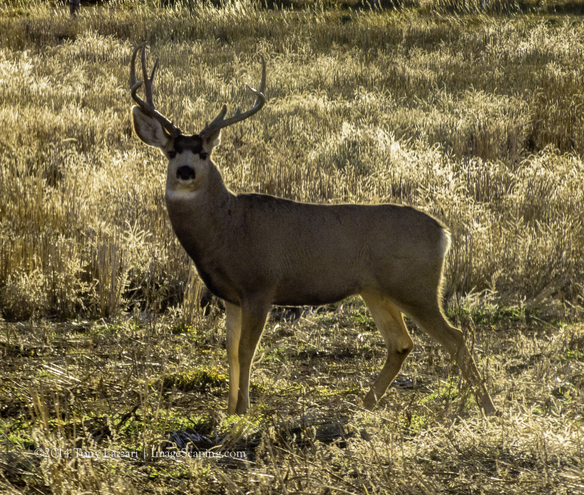 Mule Deer Buck Farm-9441 – Tony Lazzari Photography