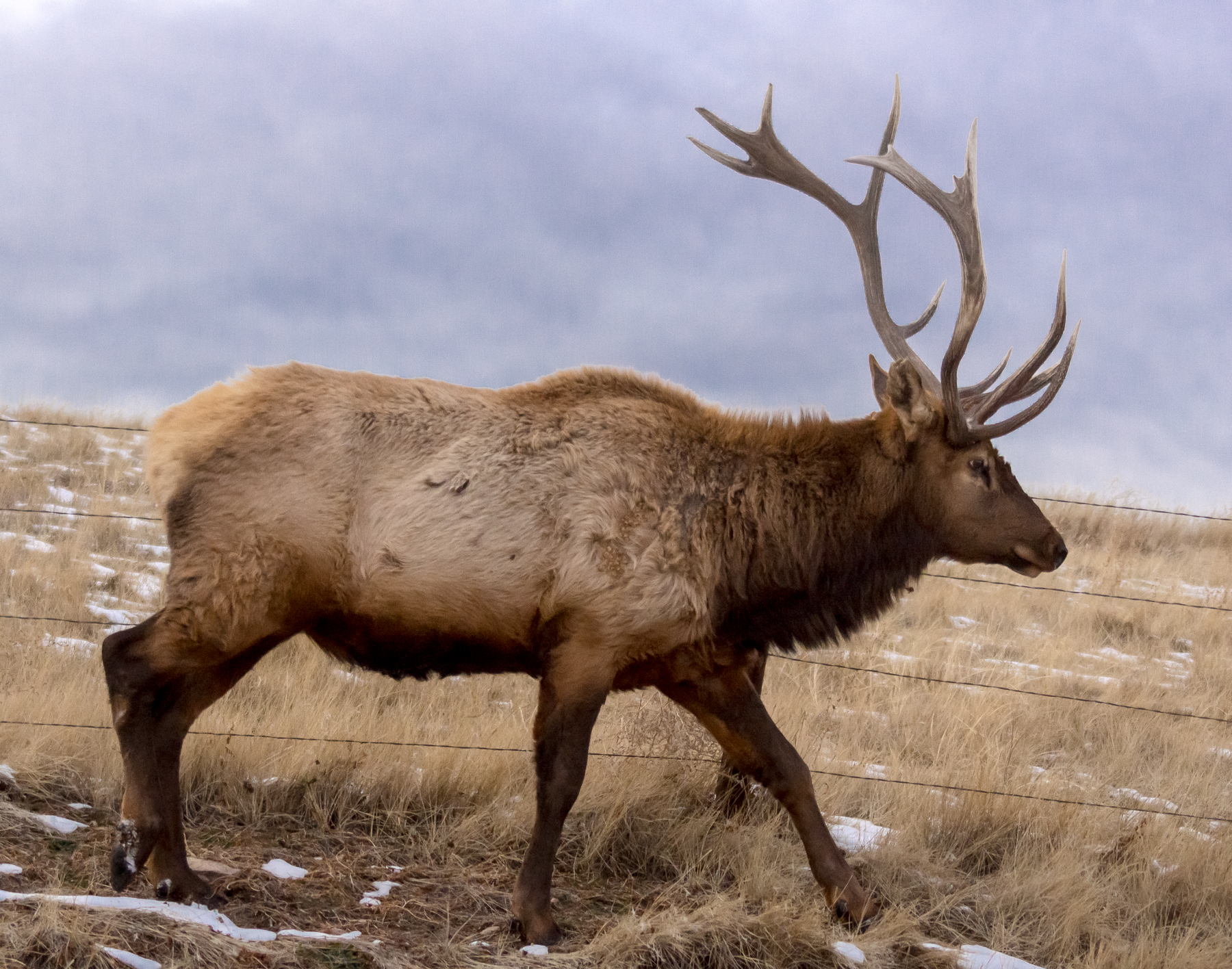 Elk Full 0971 Tony Lazzari Photography 2758