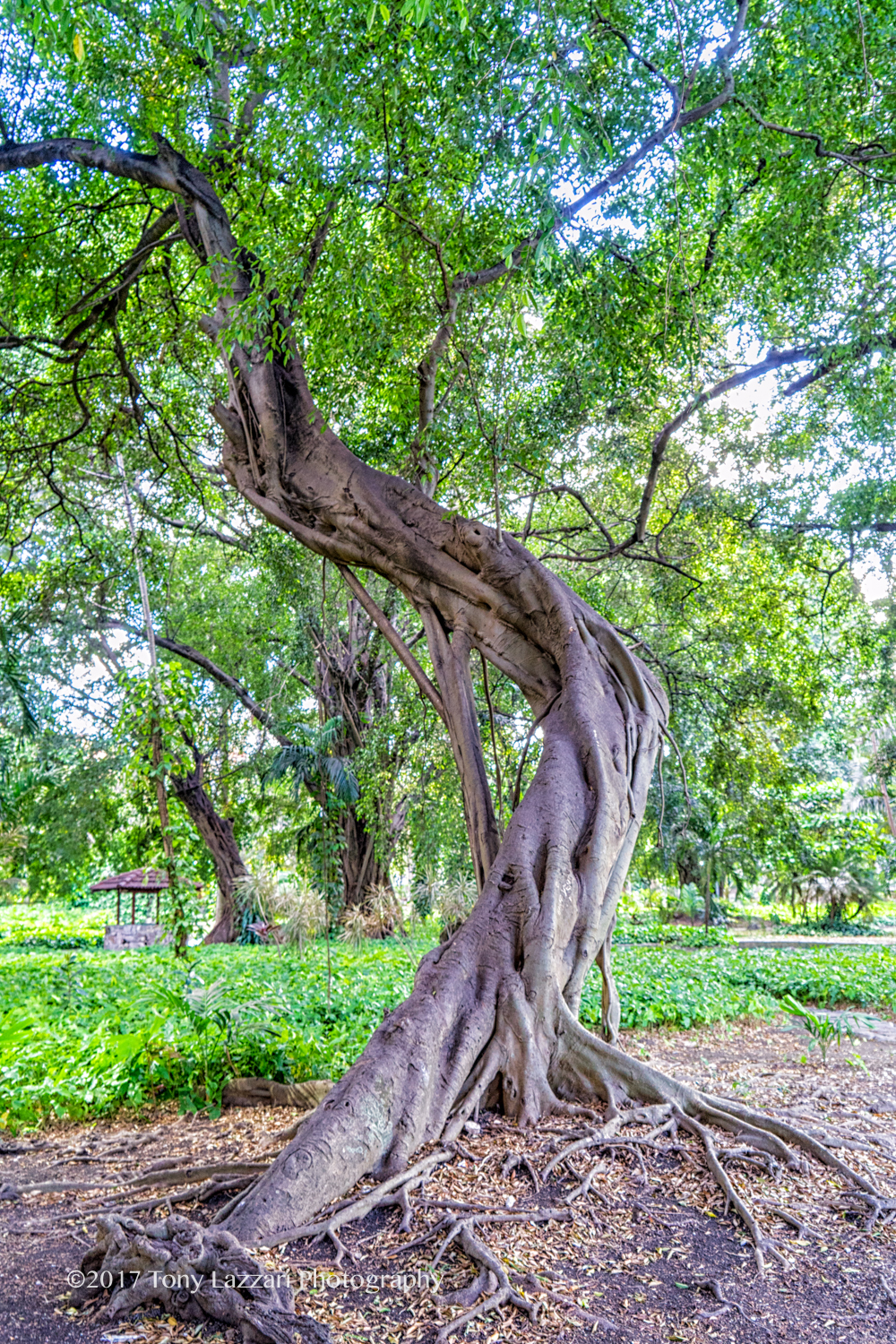 twisted-tree-dsc0826-edit-tony-lazzari-photography